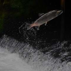 Salmon –– 240X240.jpg