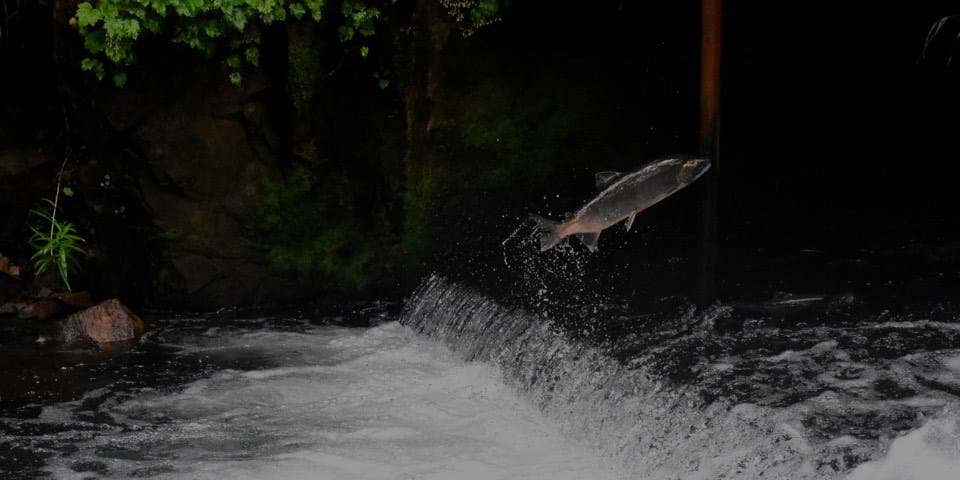 THE TRUTH ABOUT SALMON