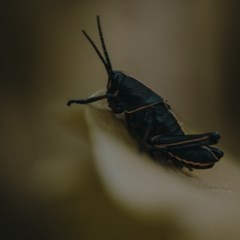 Cricket –– 240X240.jpg