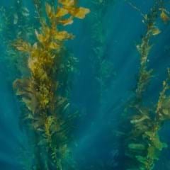 SEAWEED –– 240X240.jpg