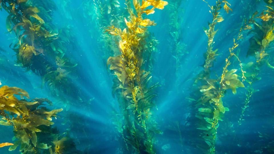 Why seaweed is good for your diet, and for our Fit