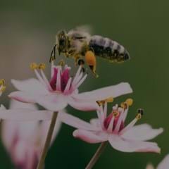 HOW TO MAKE A BETTER WORLD FOR BEES ... AND US