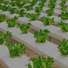 ORGANICS VS HYDROPONICS