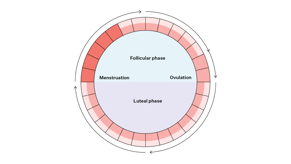 Menstrual cycle phases