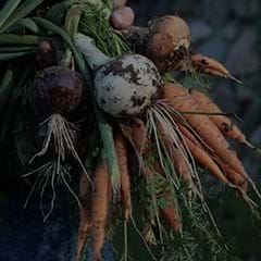 root-vegetables-thumbnail