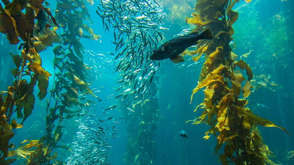 Segudang manfaat Rumput Laut
