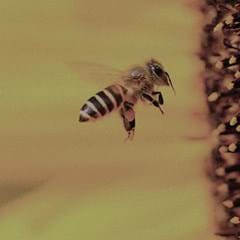 killing-bees-240x240.jpg